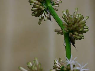 幸福の木 花が咲きました Bourbonの趣味