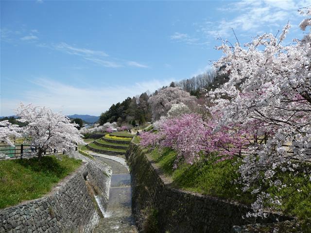 Bourbonの趣味 又兵衛桜と談山神社の桜